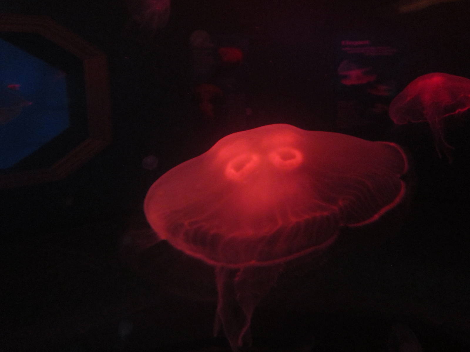 Nov. 2013 - Jellyfish Gallery - Moon Jelly