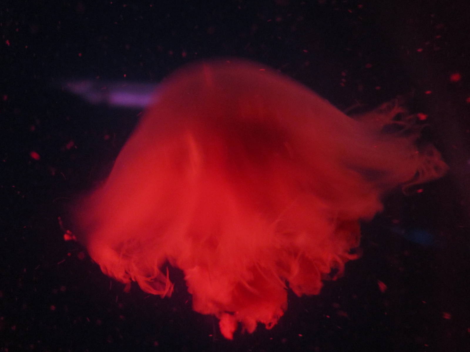 Nov. 2013 - Jellyfish Gallery - Please Identify