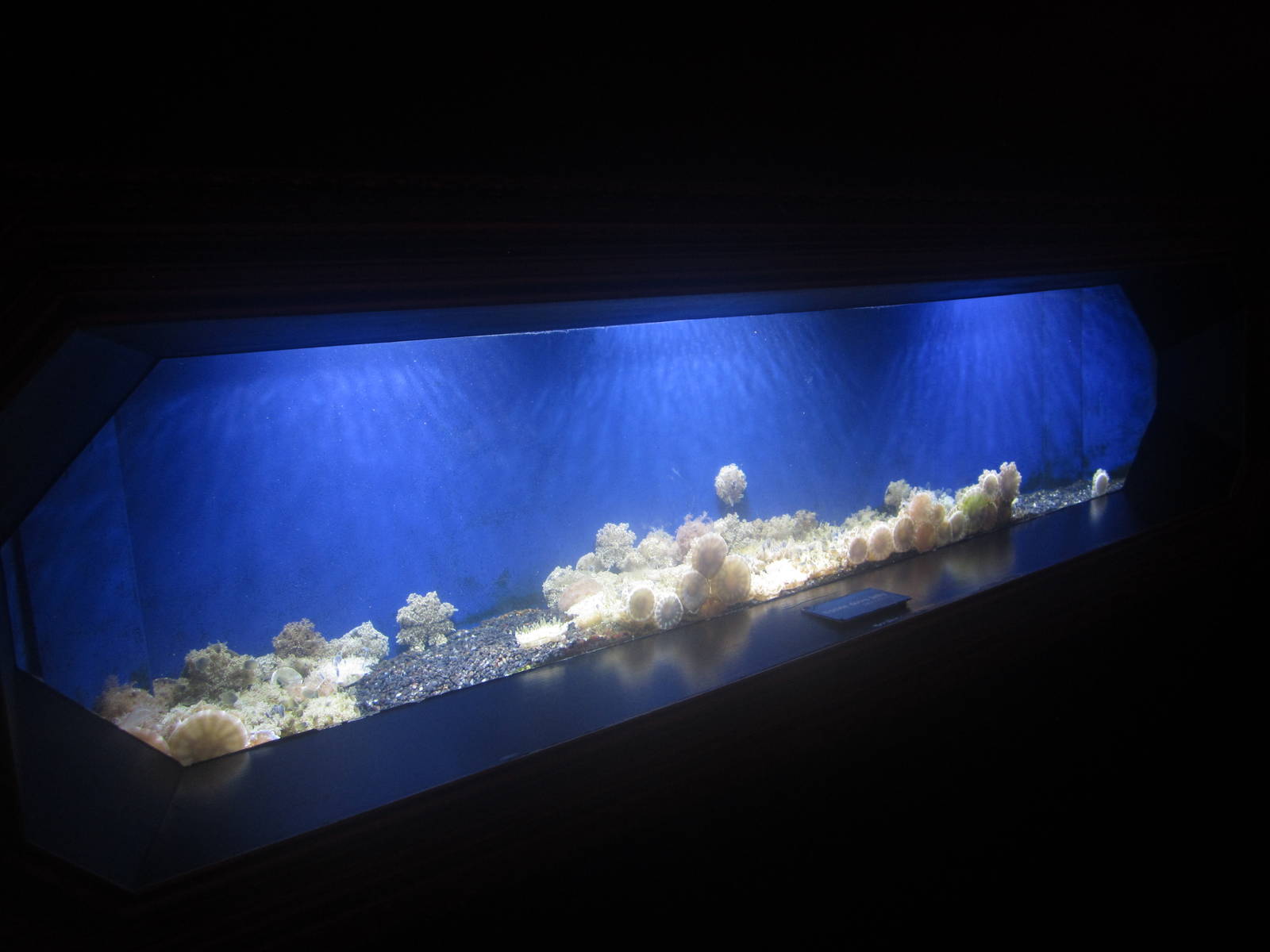 Nov. 2013 - Jellyfish Gallery - Upside Jellyfish Tank