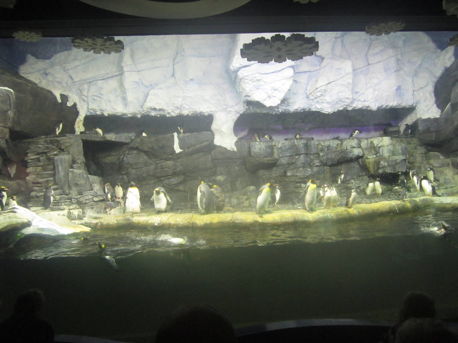 Nov. 2013 - Penguin Palooza