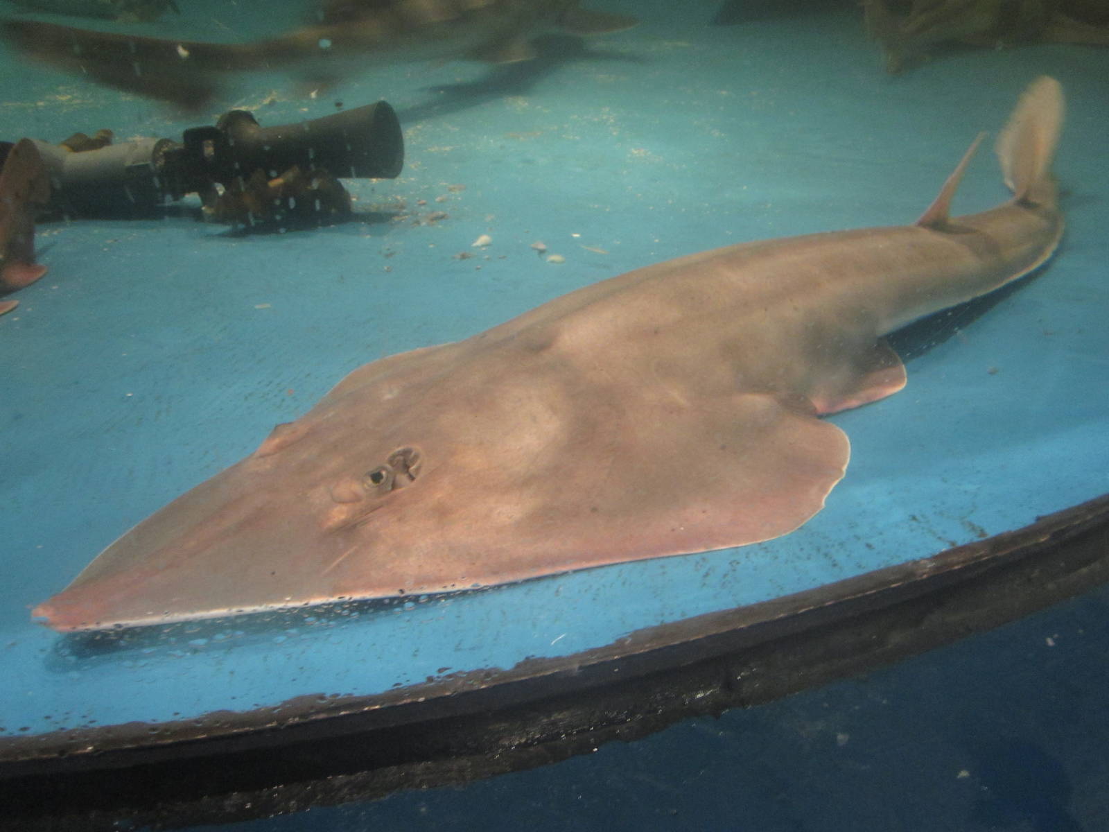 Nov. 2013 - Shark Central - Lesser Guitarfish