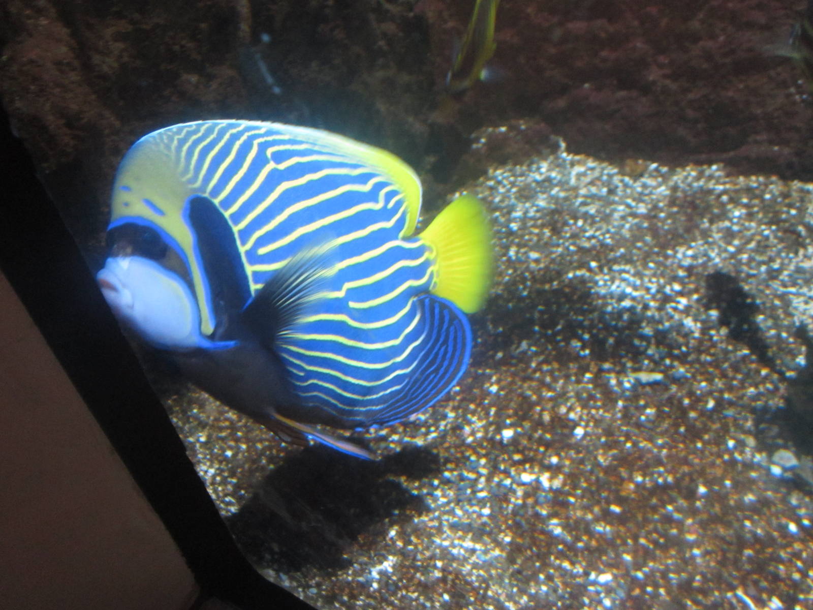 Nov. 2013 - Shore Gallery - Emperor Angelfish