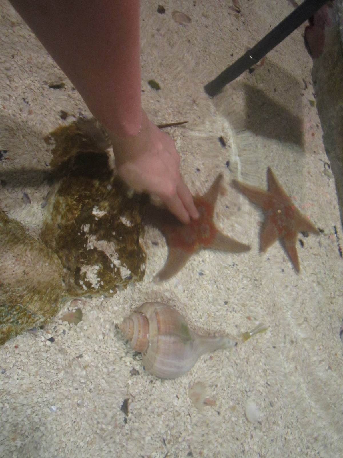 Nov. 2013 - Shore Gallery - Leather Sea Stars