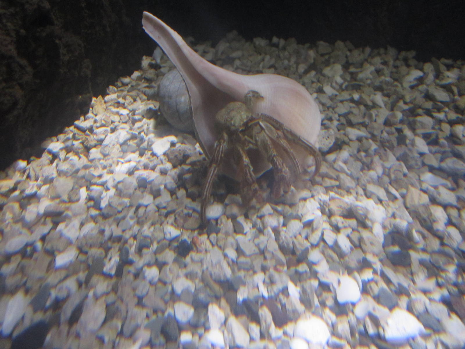 Nov. 2013 - Shore Gallery - Marsh Perwinkle