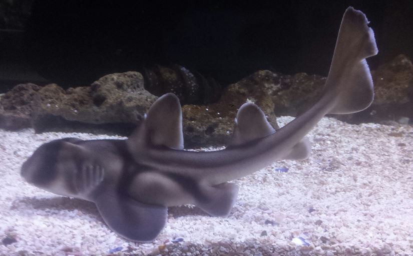 Nov. 2013 - Shore Gallery - Port Jackson Shark