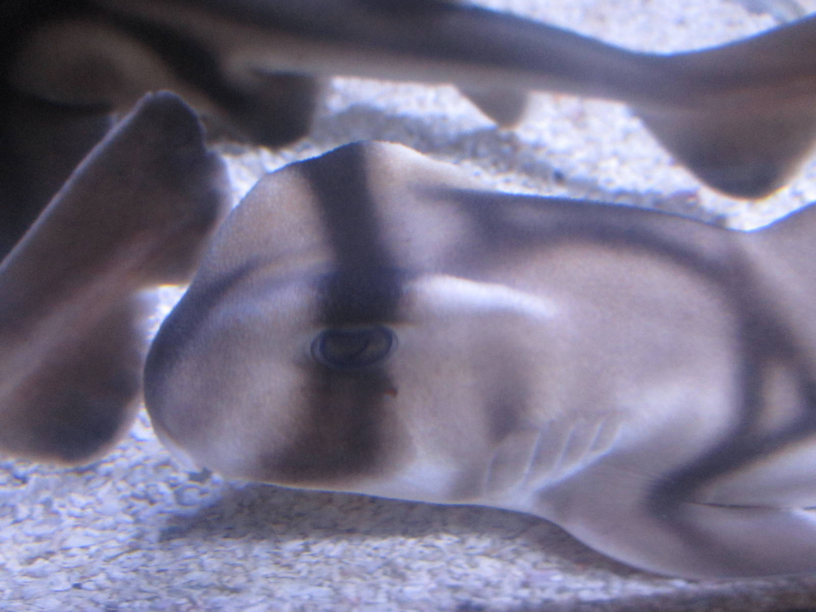 Nov. 2013 - Shore Gallery - Port Jackson Shark