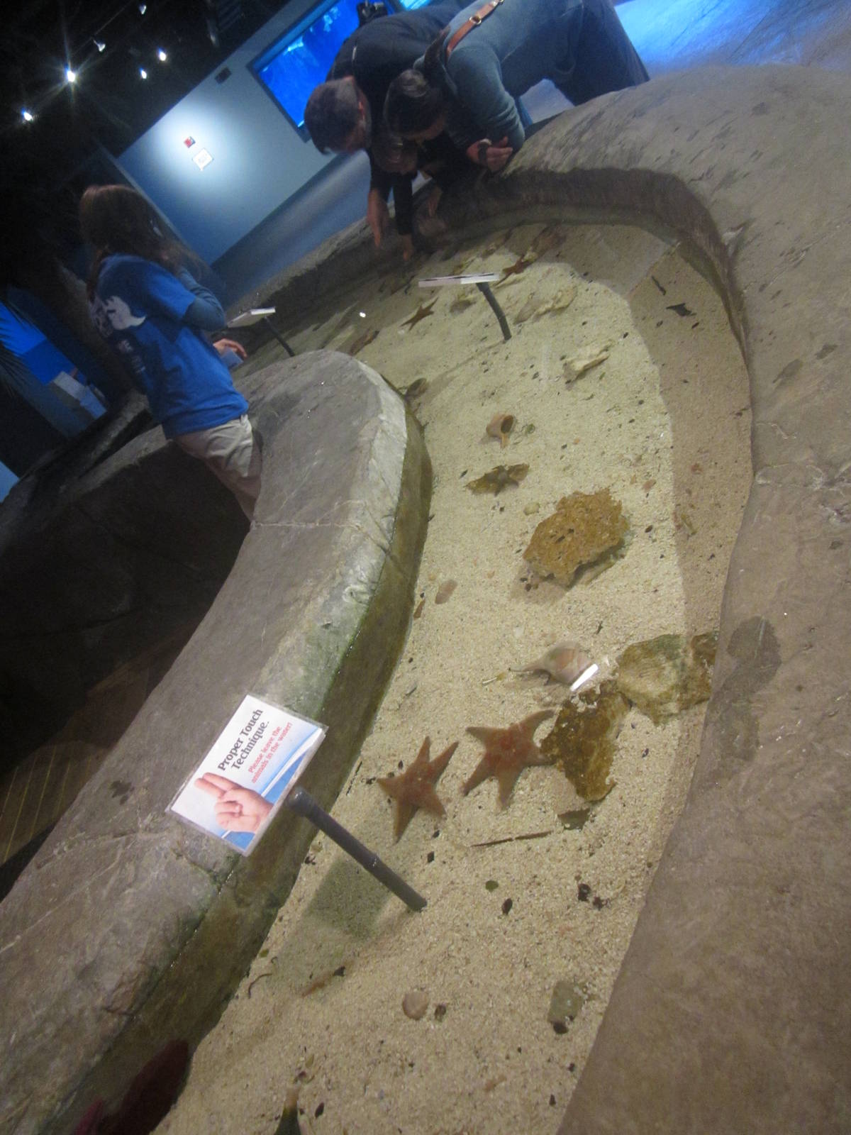 Nov. 2013 - Shore Gallery - Renovated Touch Pool