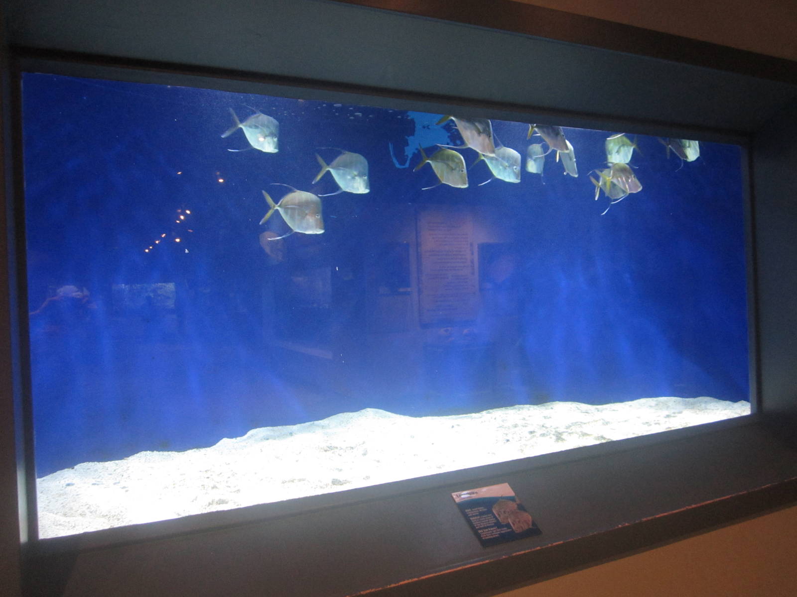 Nov. 2013 - Shore Gallery - Sand Flats Tank