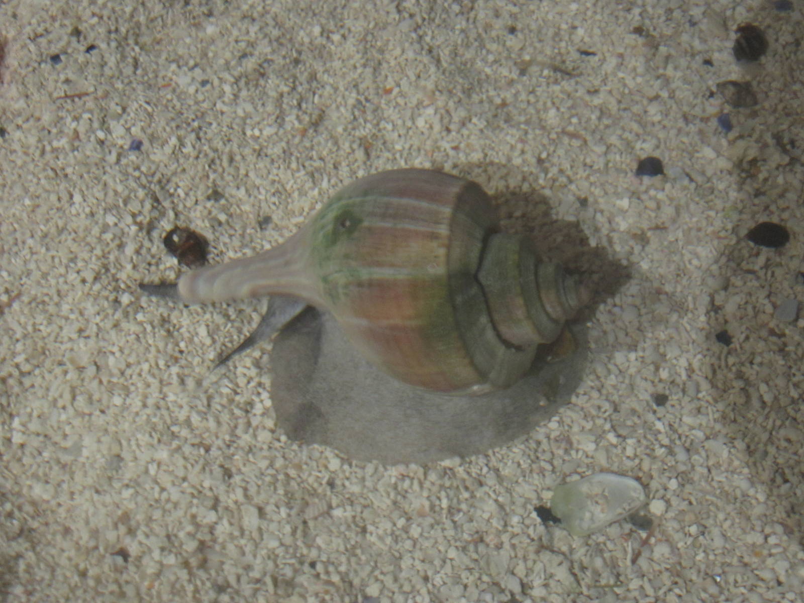 Nov. 2013 - Shore Gallery - Whelk