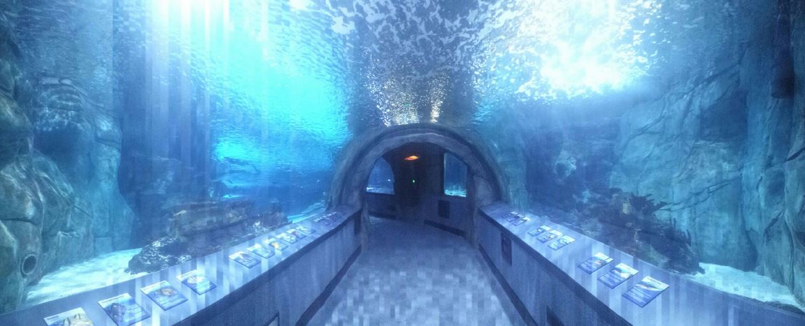 Nov. 2013 - Surrounded by Sharks - Panorama