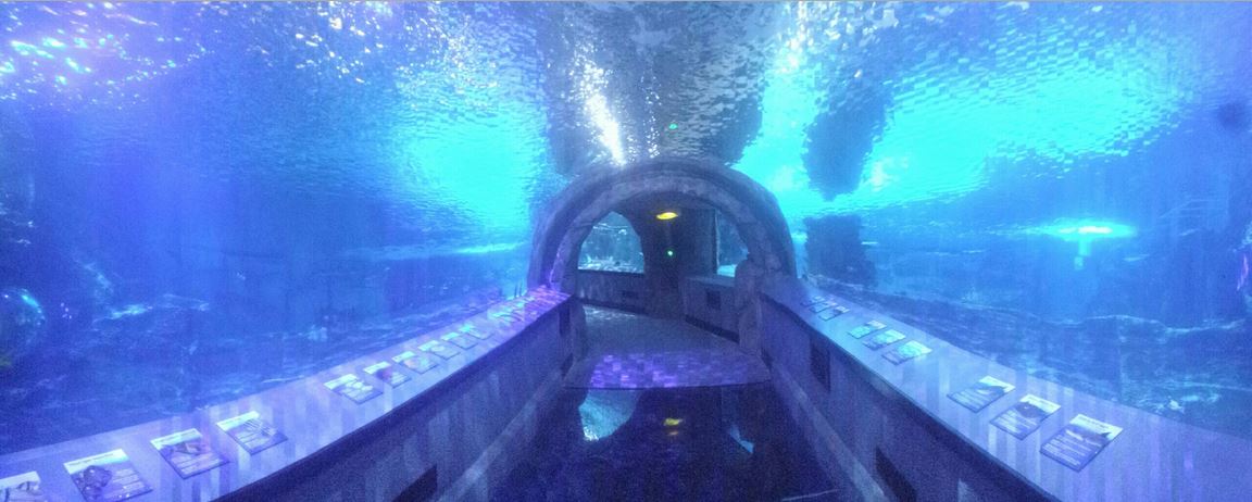 Nov. 2013 - Surrounded by Sharks - Panorama