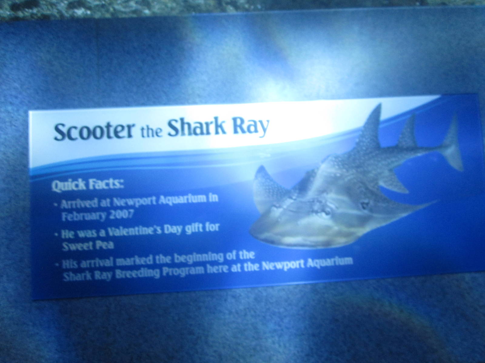 Nov. 2013 - Surrounded by Sharks - Scooter's Bio