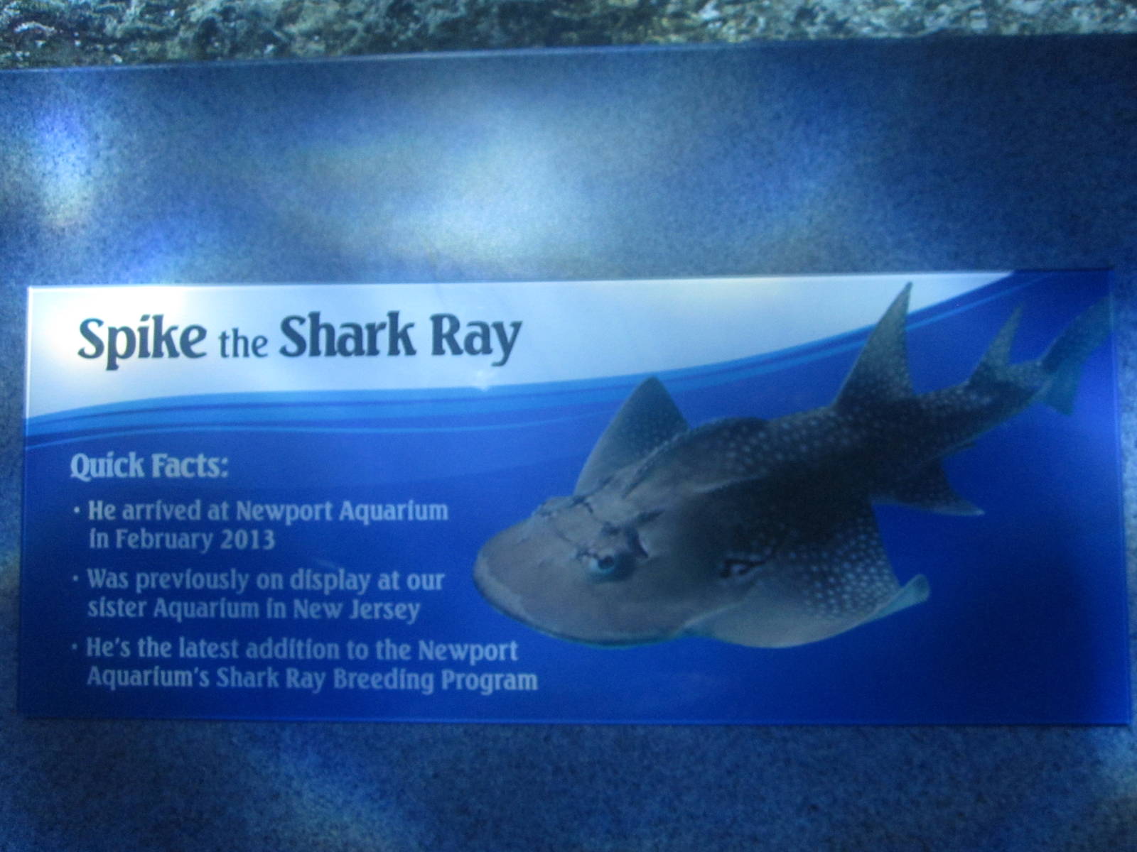 Nov. 2013 - Surrounded by Sharks - Spike's Bio