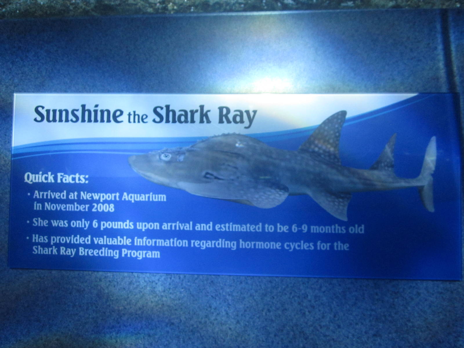 Nov. 2013 - Surrounded by Sharks - Sunshine's Bio