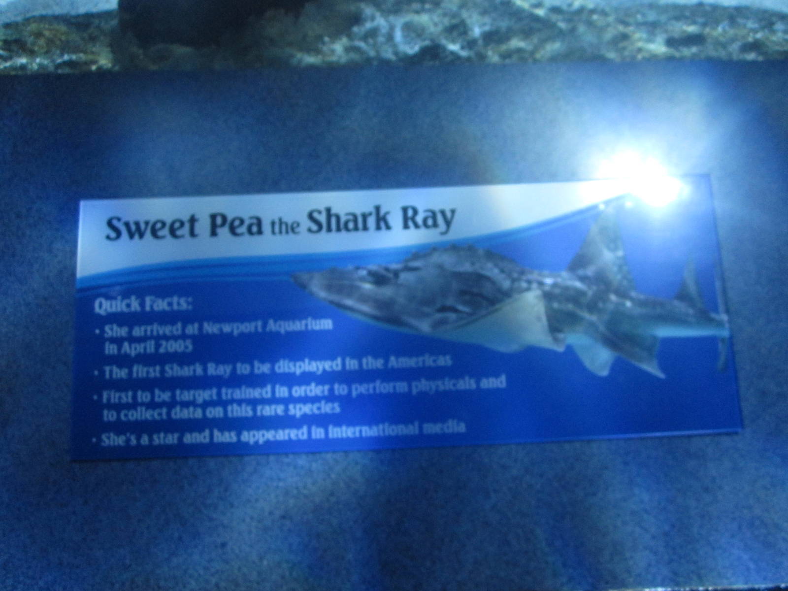 Nov. 2013 - Surrounded by Sharks - Sweat Pea's Bio