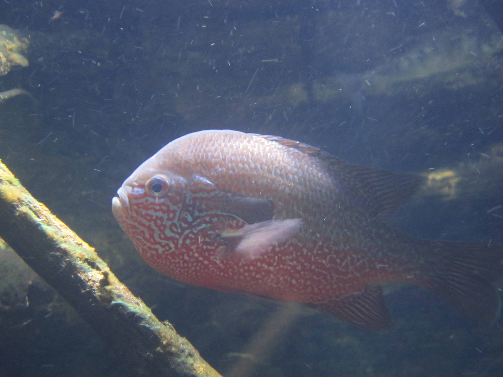 Nov. 2013 - World Rivers - Long-eared Sunfish