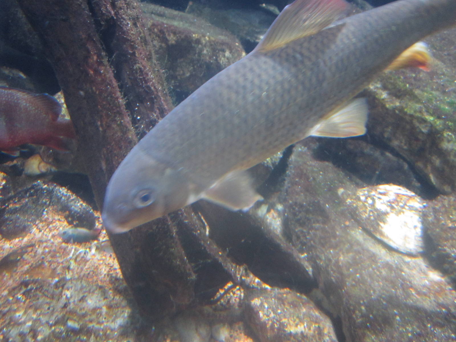 Nov. 2013 - World Rivers - Shorthead Redhorse