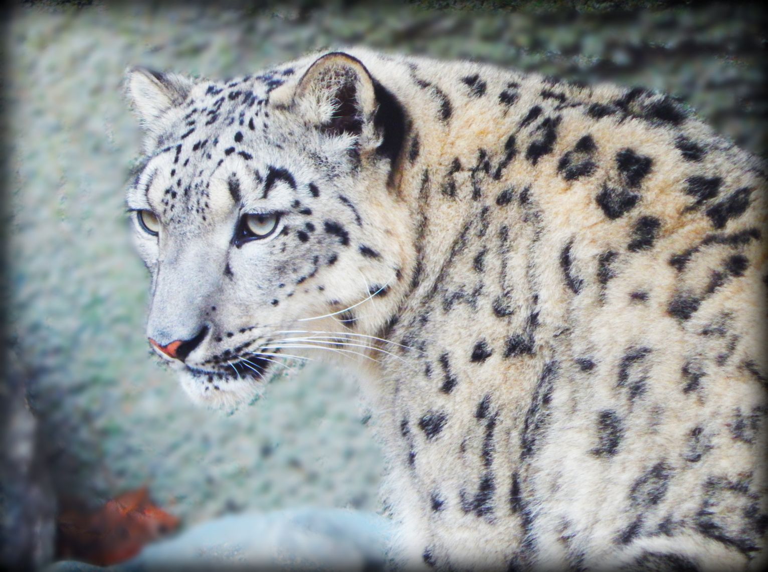 Nov. 2014 - Cat Canyon - Renji - Snow Leopard
