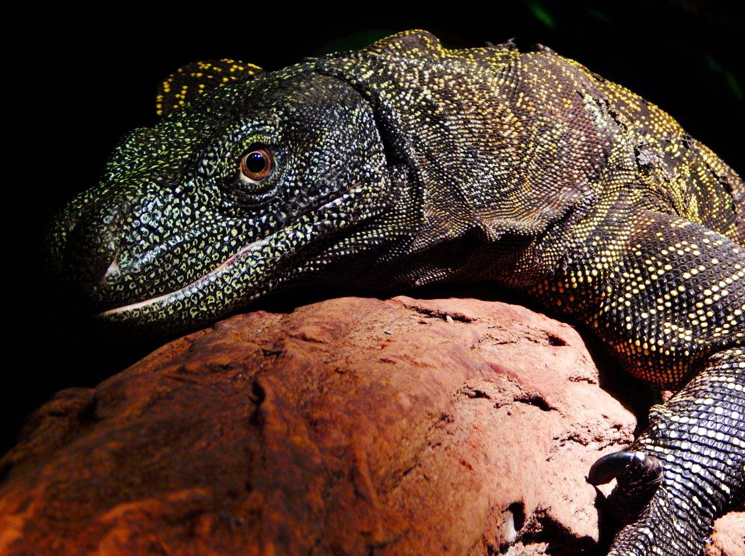 Nov. 2014 - Dragons! - Crocodile Monitor