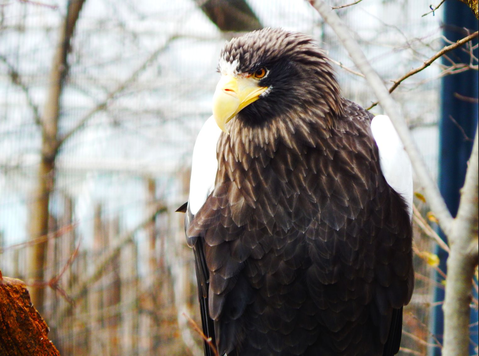 Nov. 2014 - Eagle Eyrie - Steller's Sea Eagle