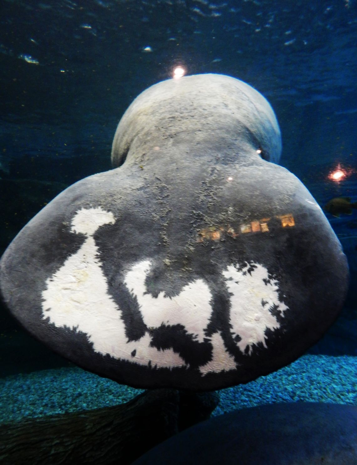 Nov. 2014 - Manatee Springs - Betsy