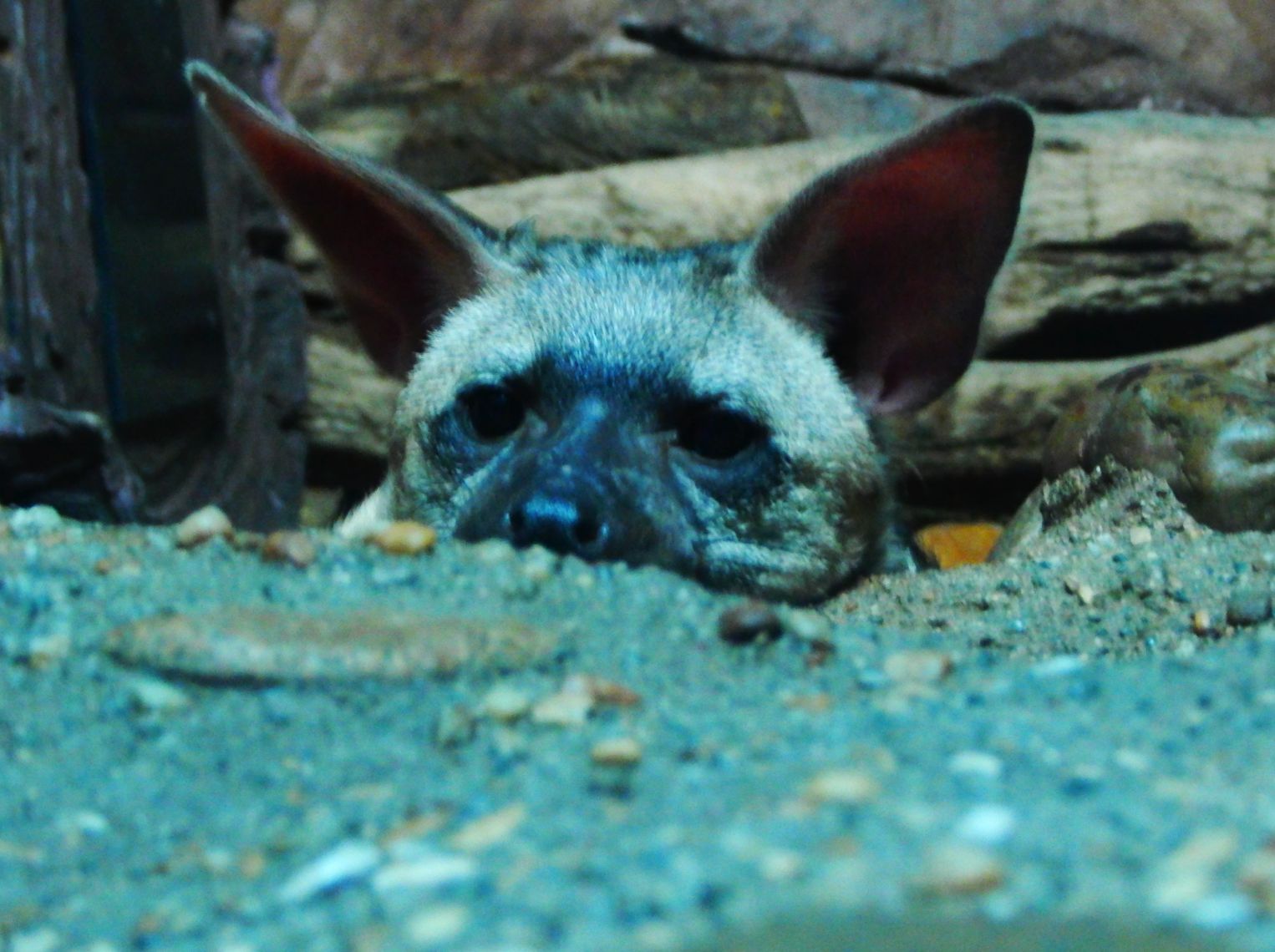 Nov. 2014 - Night Hunters - Eastern Aardwolf