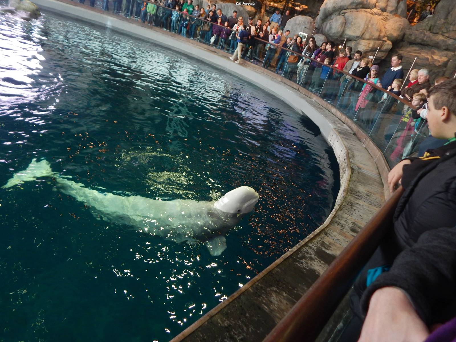 Nov. 2014 - Oceanarium - Beluga