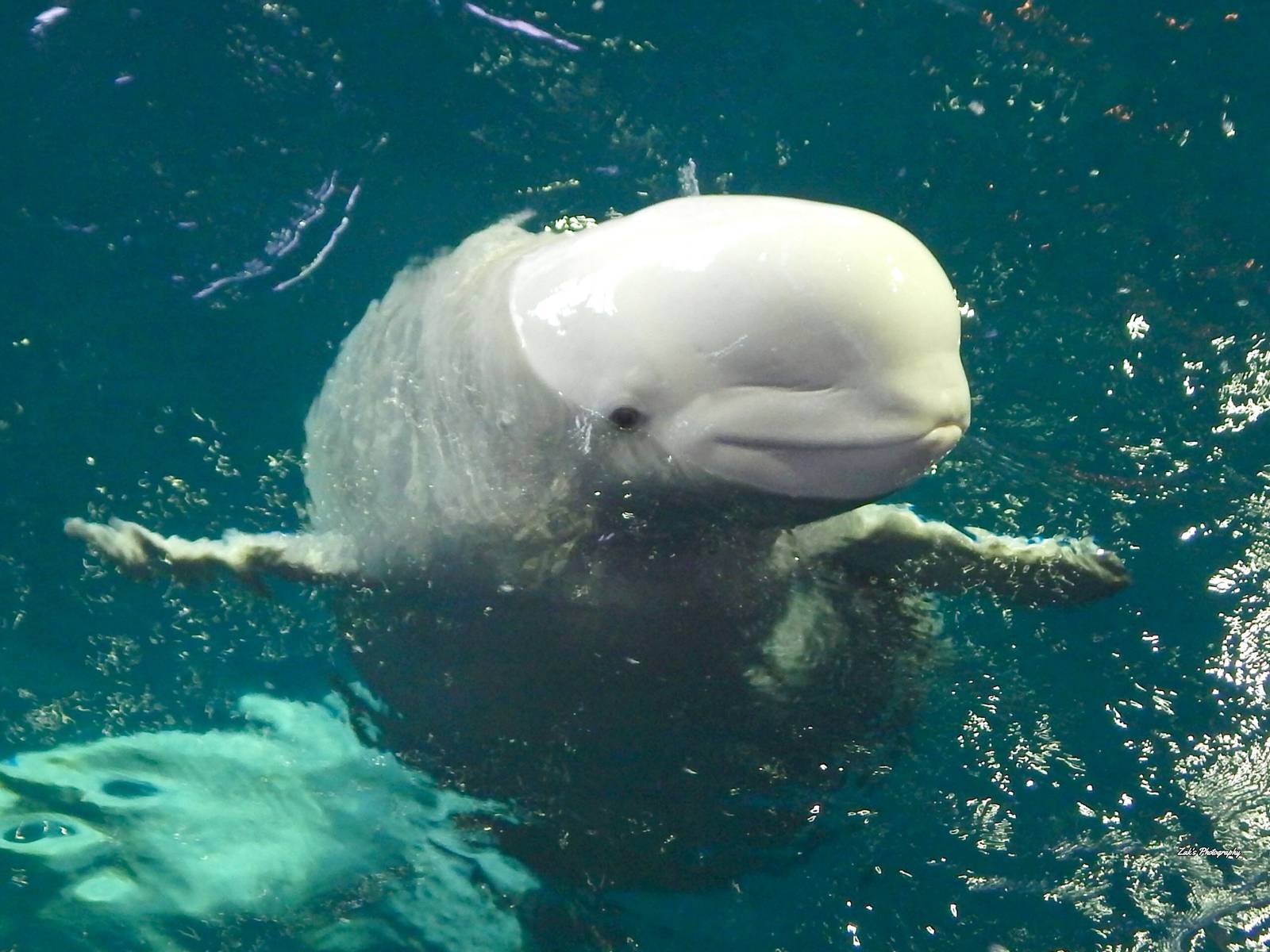 Nov. 2014 - Oceanarium - Beluga