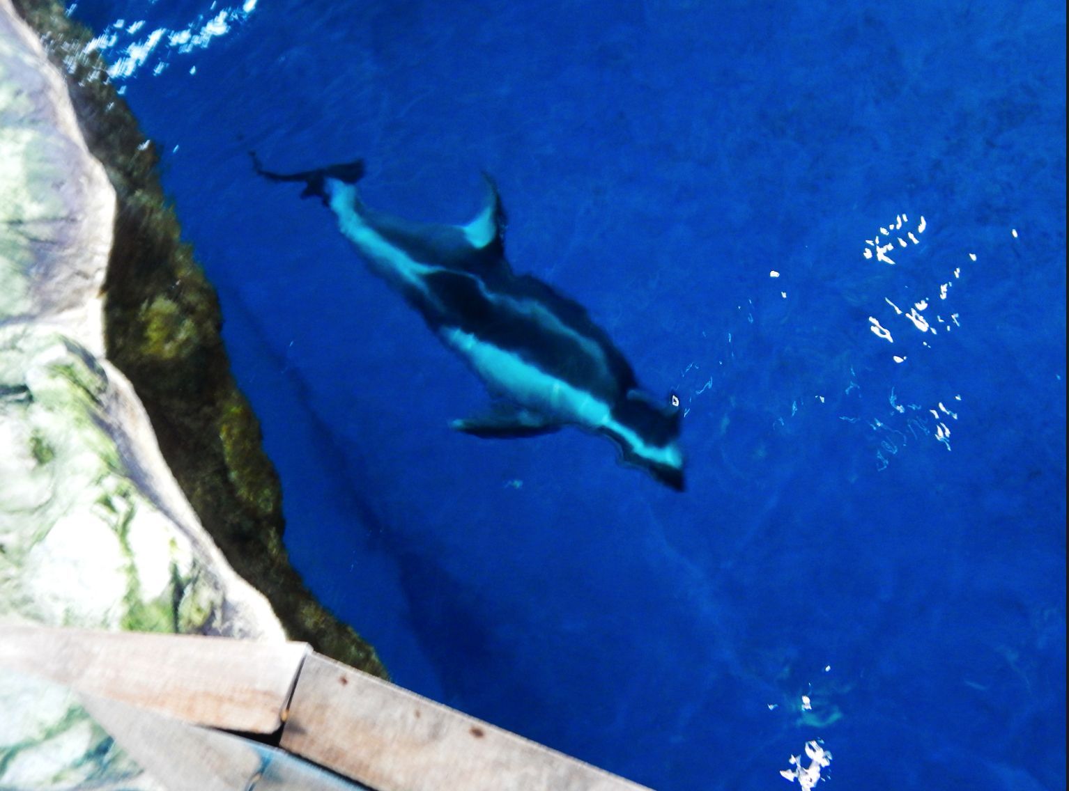 Nov. 2014 - Oceanarium - Pacific White-sided Dolphin Underwater