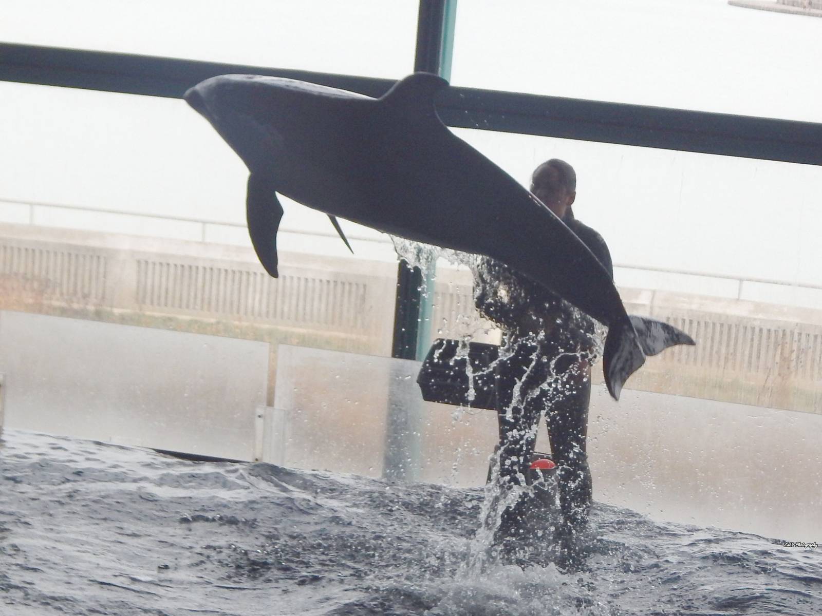Nov. 2014 - Oceanarium - Pacific White-sided Dolphin