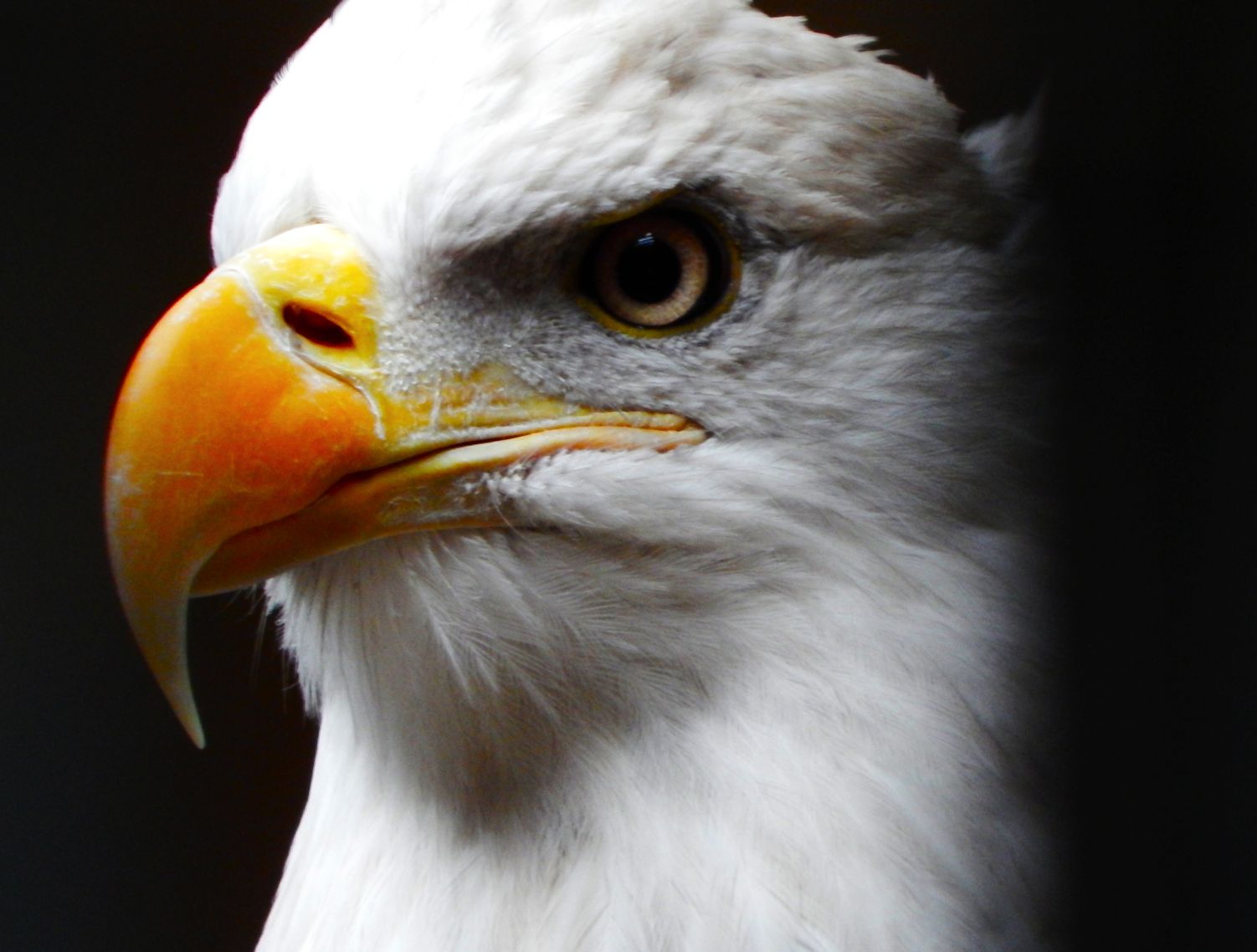 Nov. 2014 - Wings of Wonder - Sam the Bald Eagle