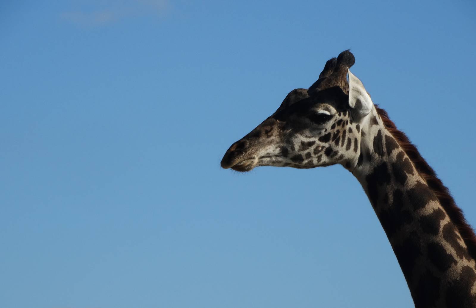 Nov. 2015 - Africa - Masai Giraffe