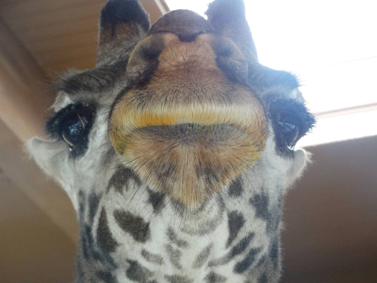 Nov. 2015 - Africa - Masai Giraffe