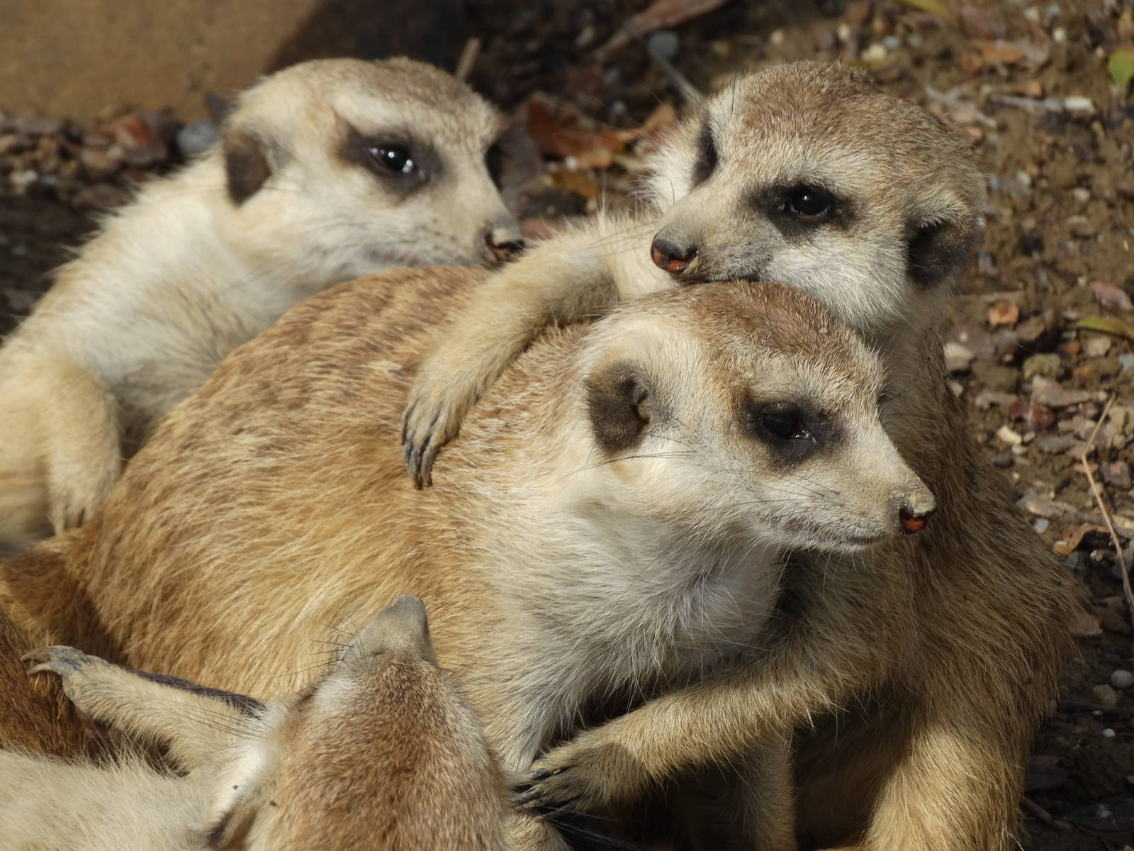 Nov. 2015 - Africa - Meerkat Hugs