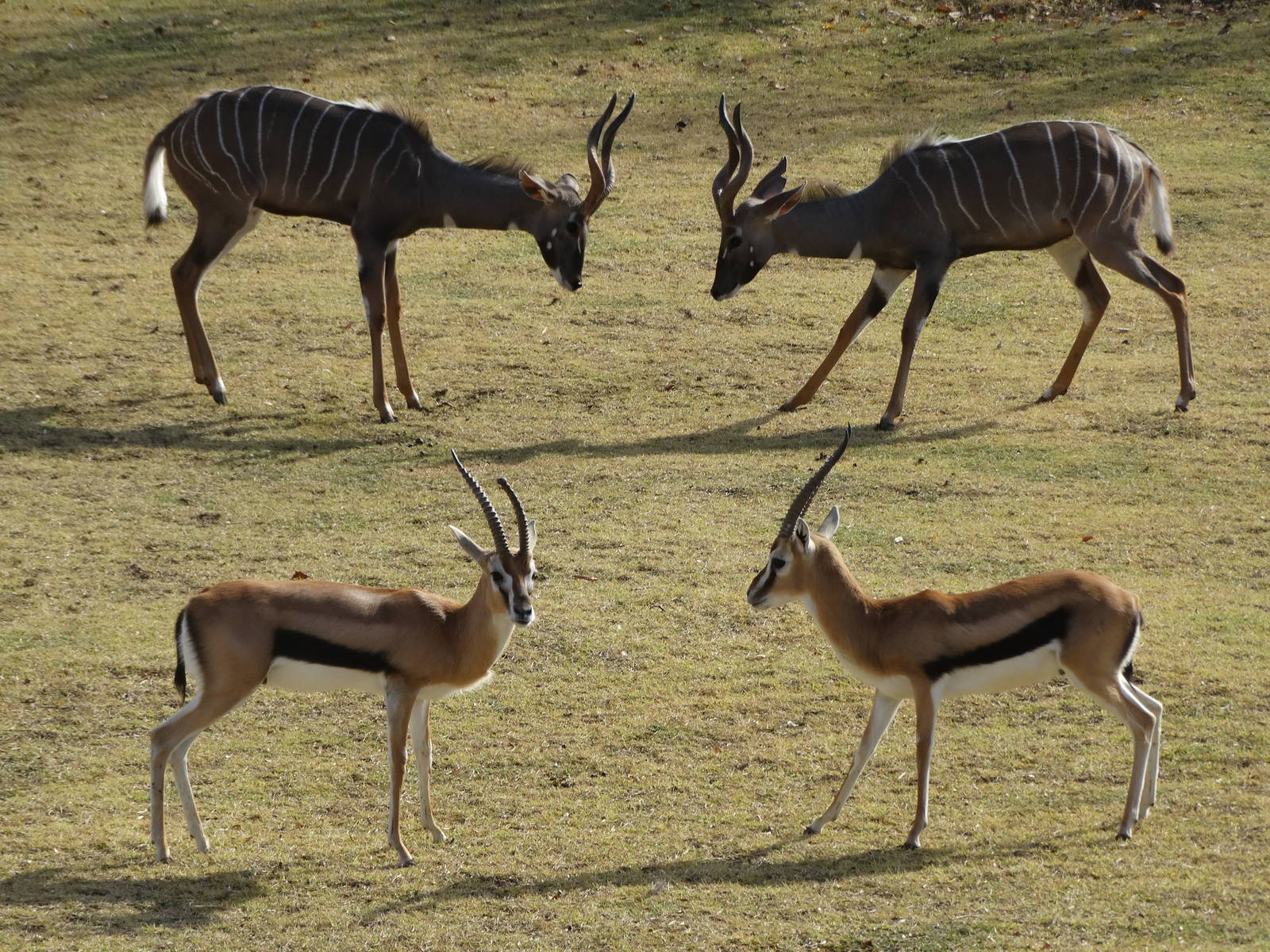 Nov. 2015 - Africa - Near Perfect Photo