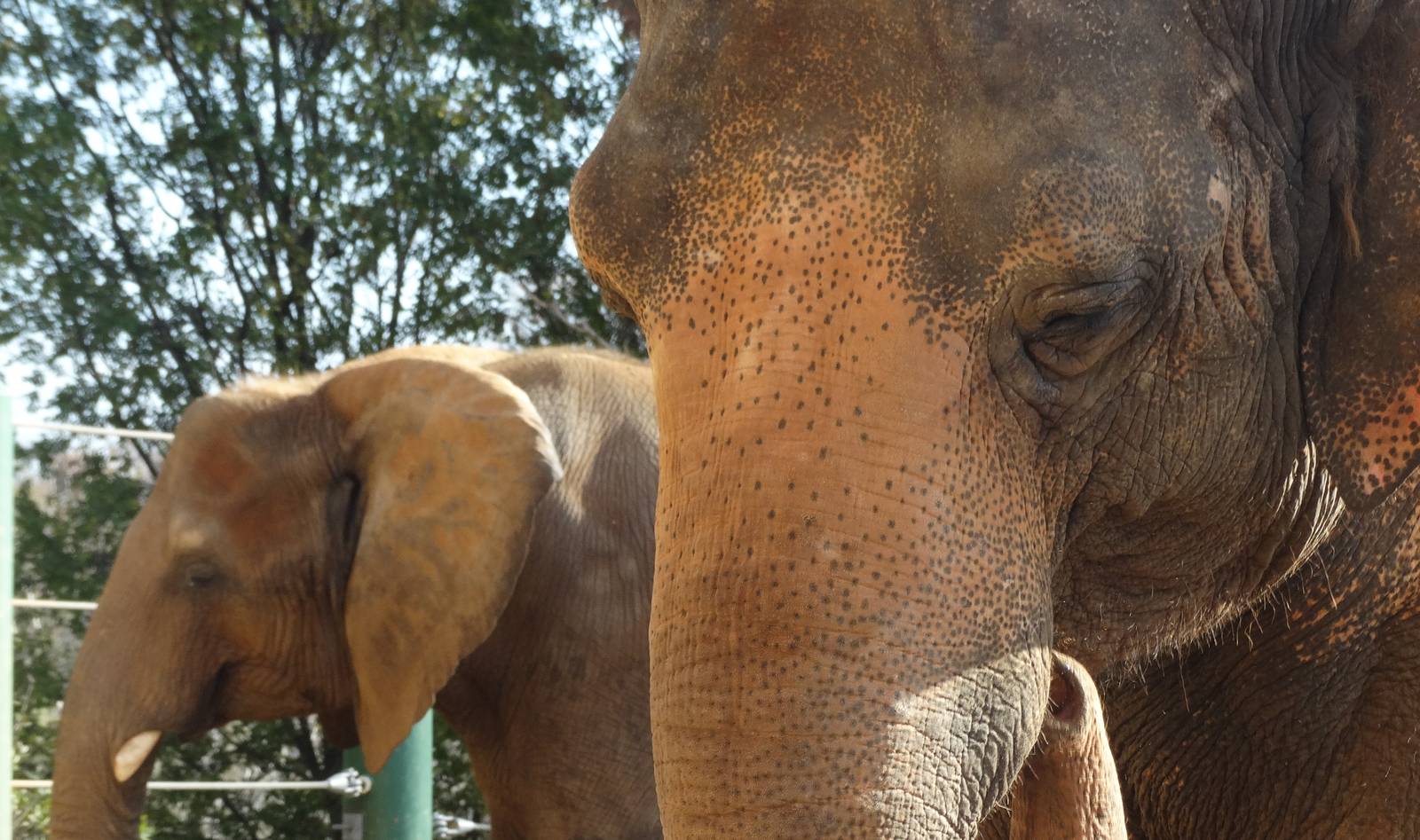 Nov. 2015 - Africa - Punch and Mikki