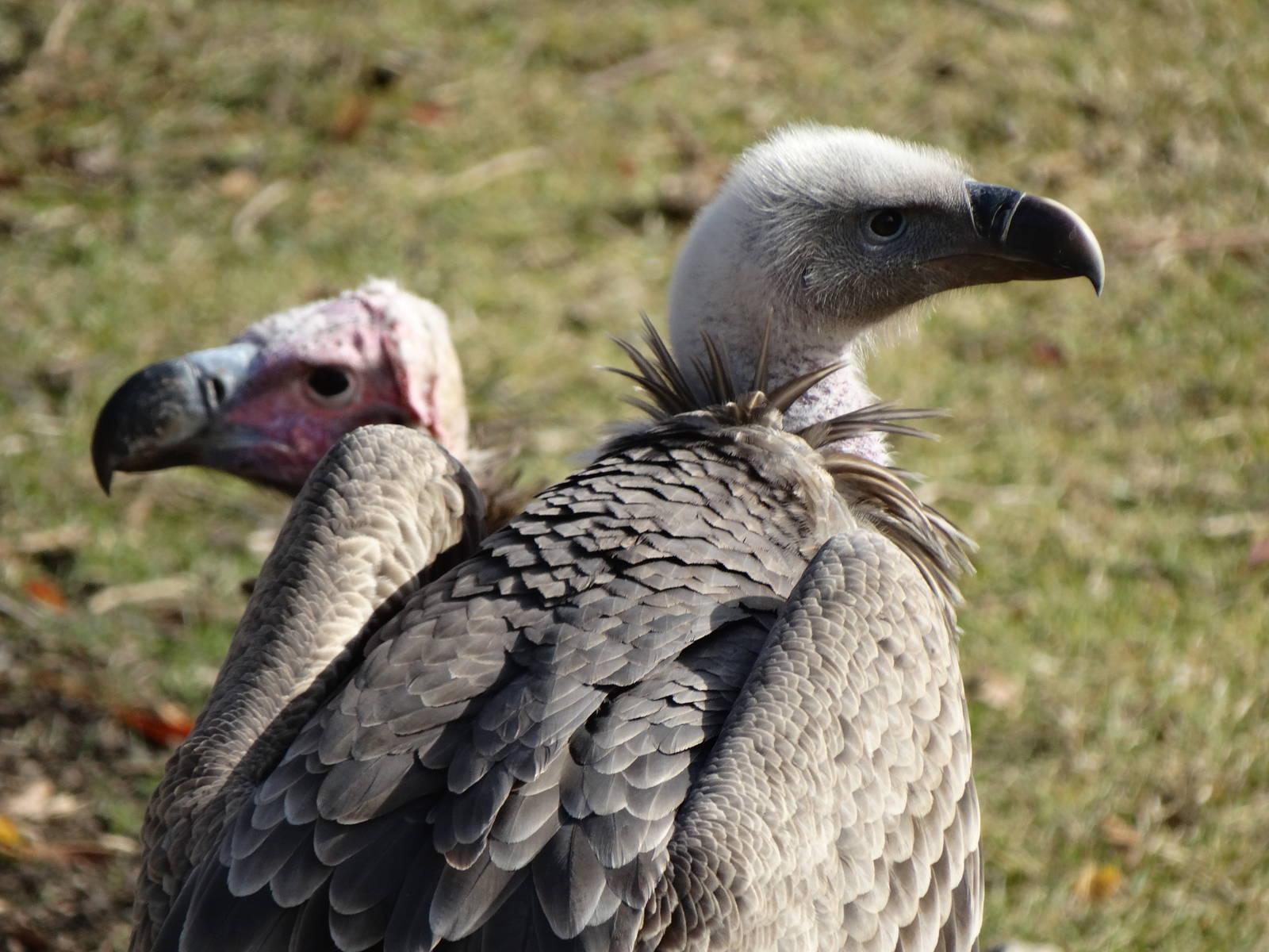 Nov. 2015 - Africa - Ruppell's Vulture + Lappet-faced Vulture