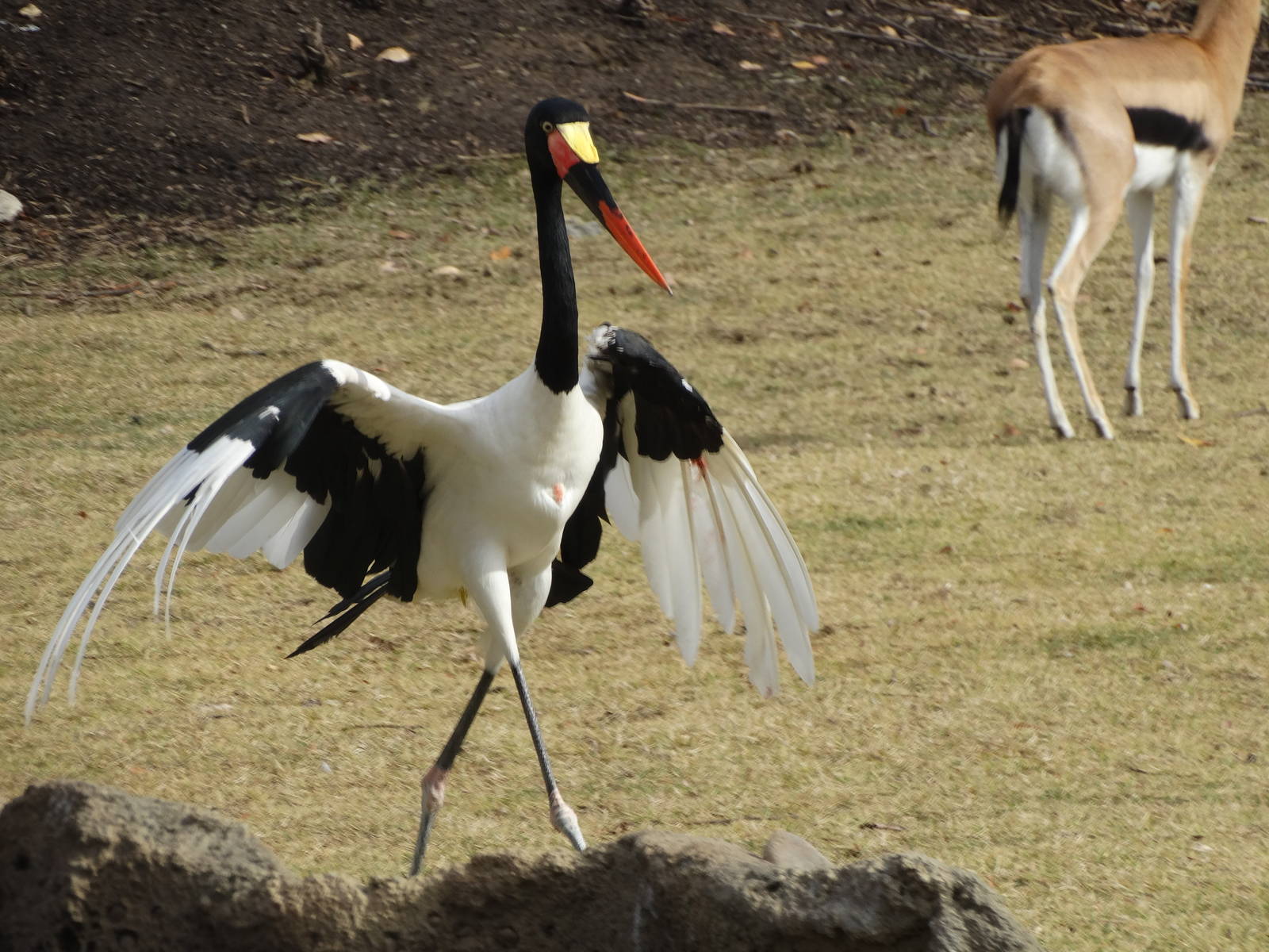 Nov. 2015 - Africa - Saddle-billed Stork