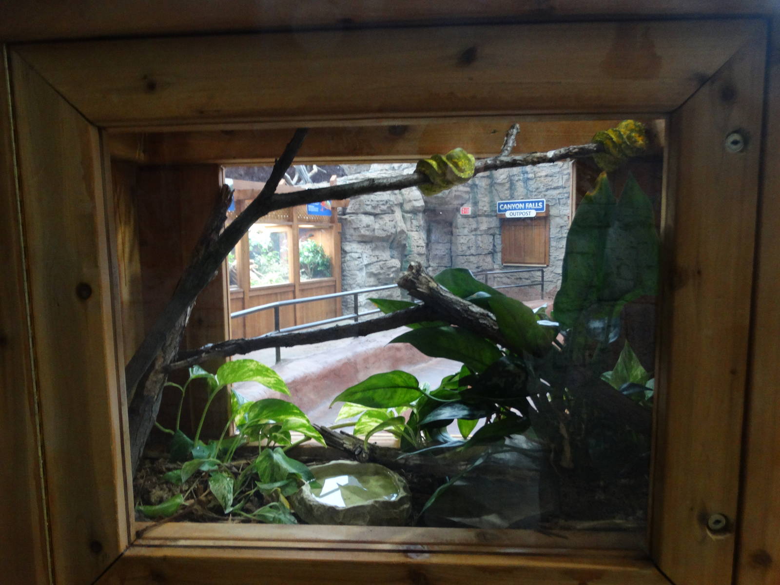 Nov. 2015 - Canyon Falls - Green Tree Python Exhibit