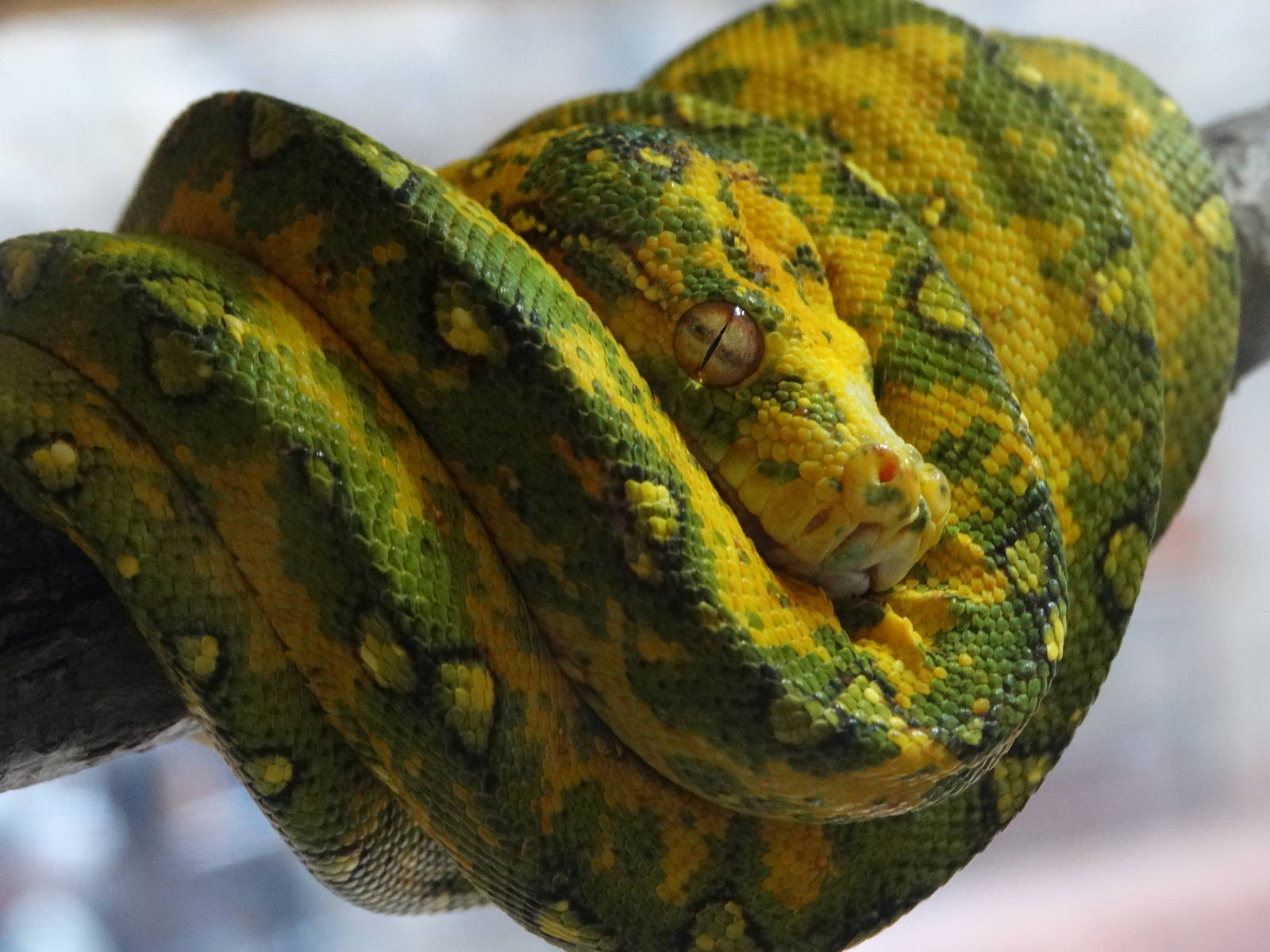 Nov. 2015 - Canyon Falls - Juvenile Green Tree Python