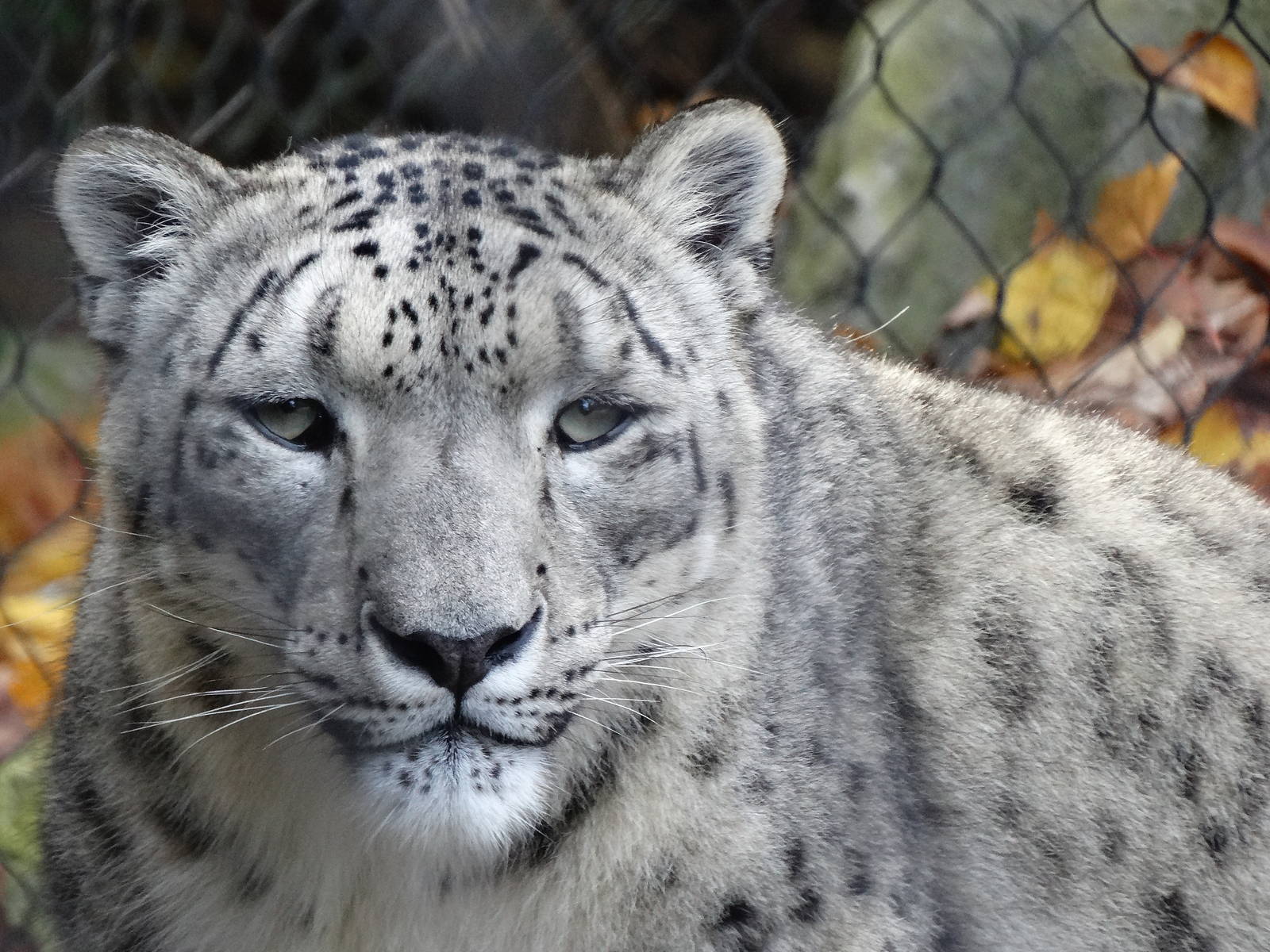 Nov. 2015 - Cat Canyon - Nubo