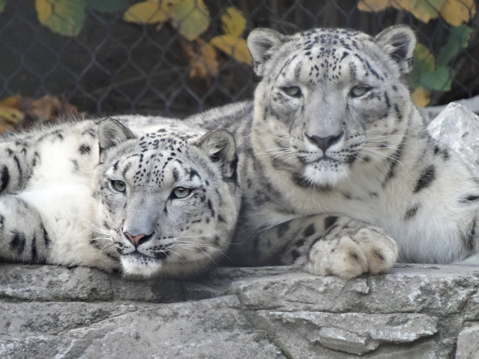 Nov. 2015 - Cat Canyon - Renji + Nubo