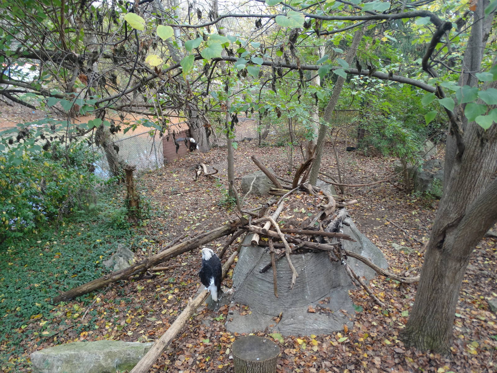 Nov. 2015 - Cats of the Americas - Bald Eagle Exhibit