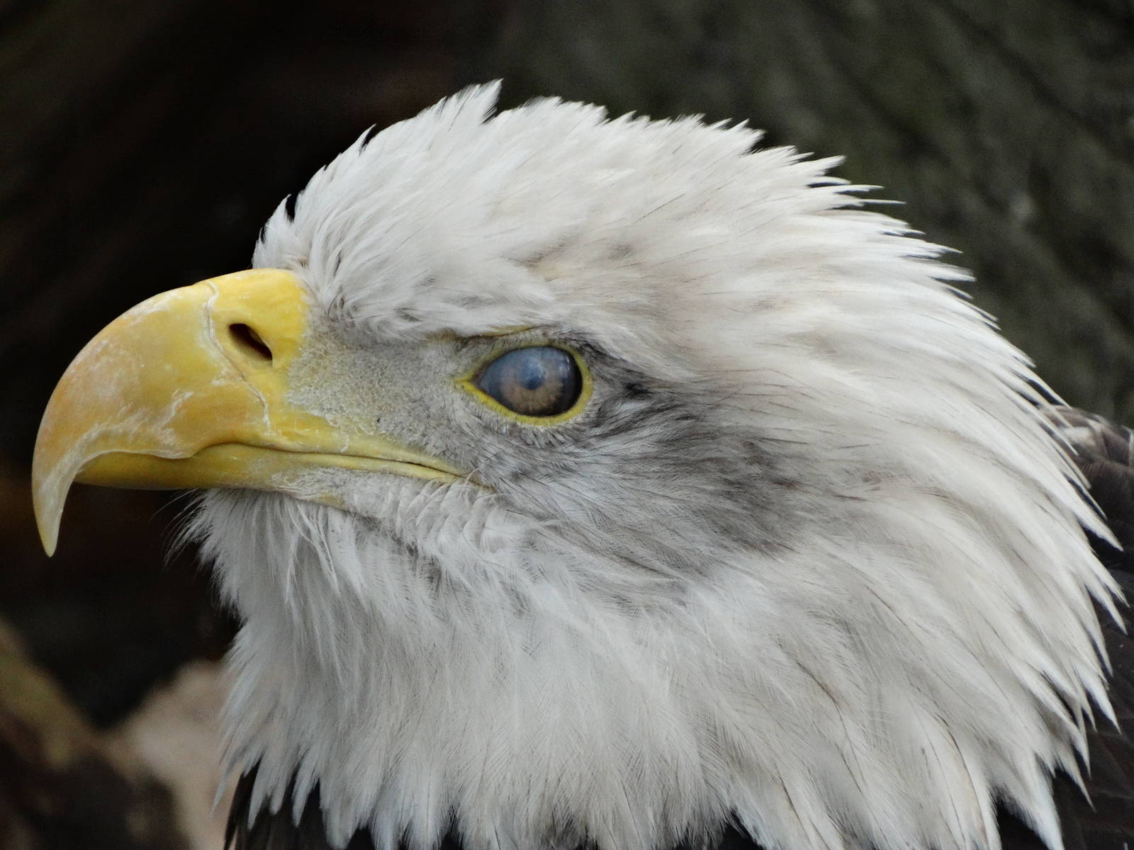 Nov. 2015 - Cats of the Americas - Bald Eagle