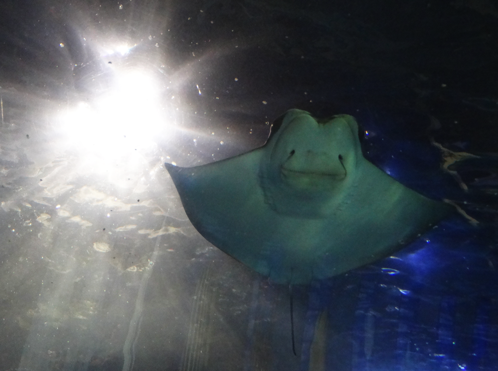 Nov. 2015 - Coral Reef - Cownose Ray