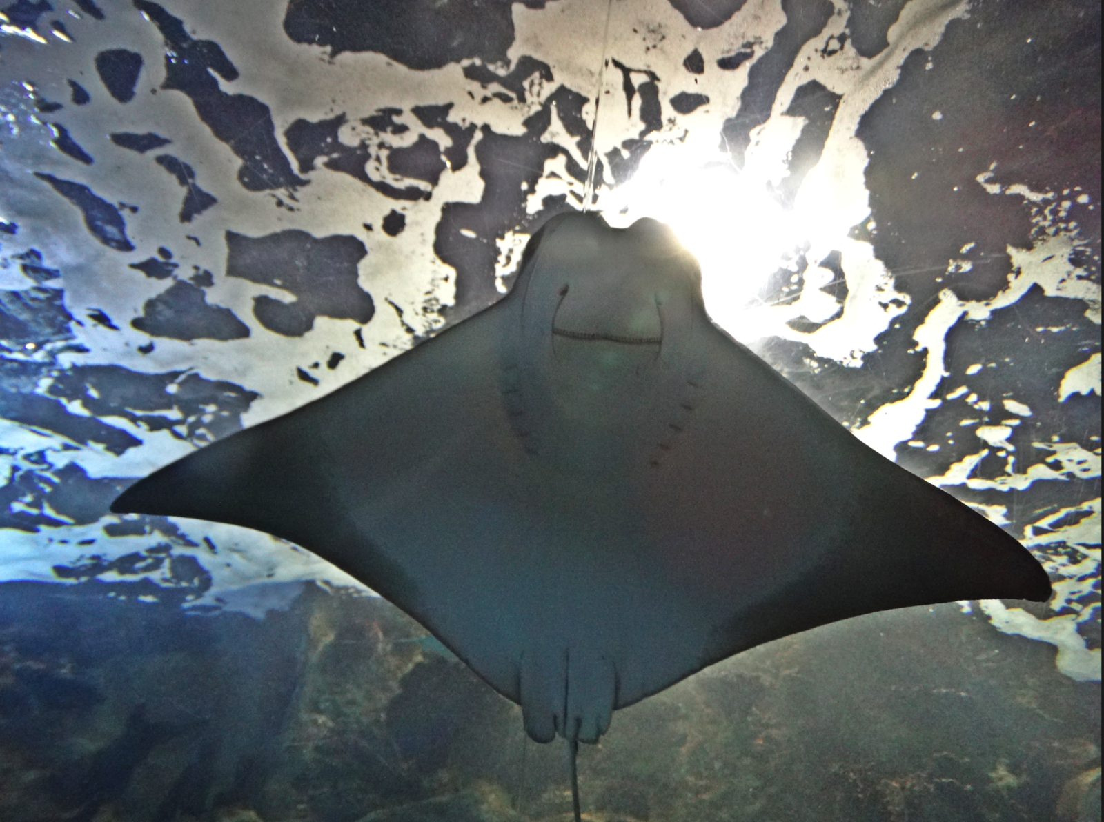 Nov. 2015 - Coral Reef Runnel - Cownose Ray