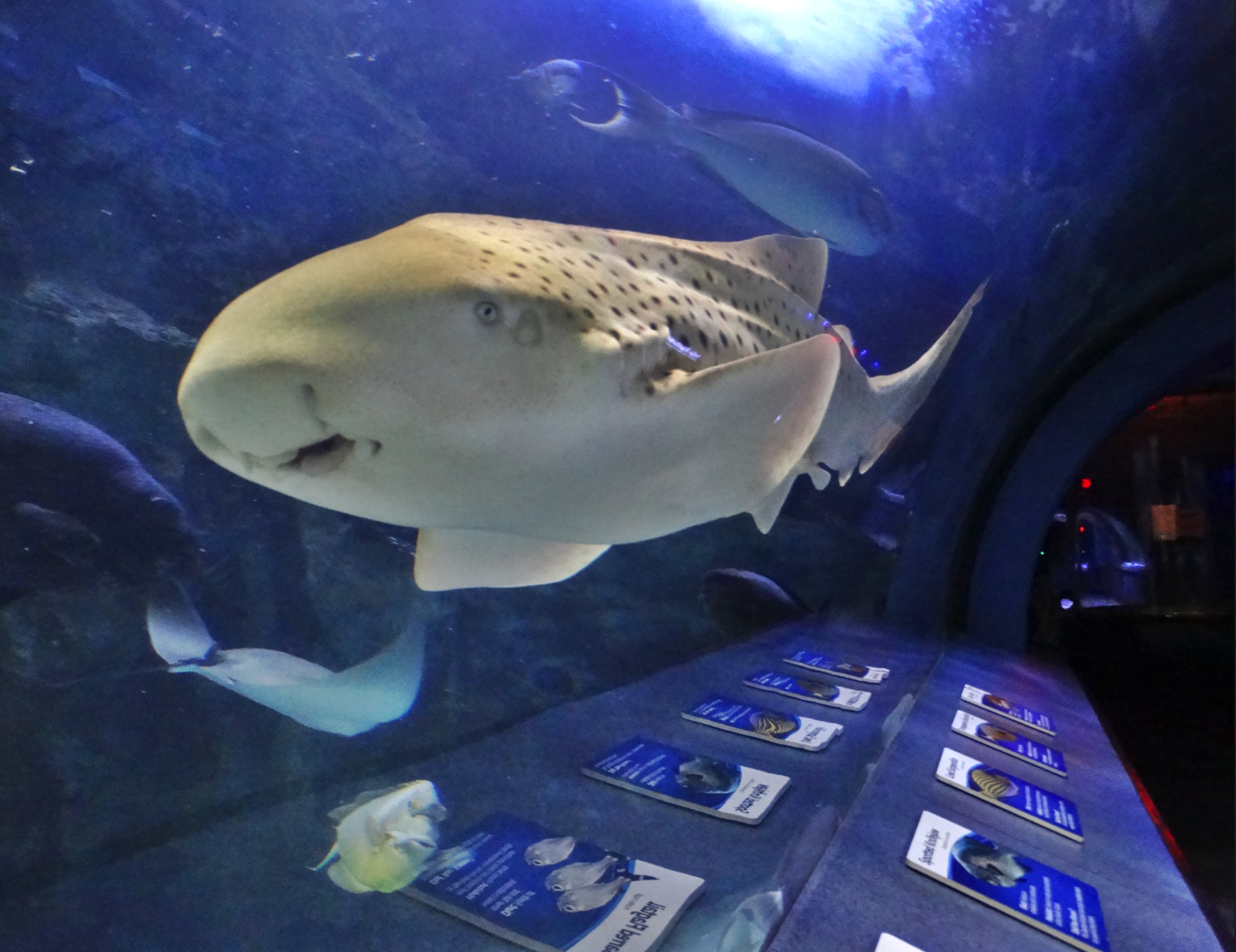 Nov. 2015 - Coral Reef - Zebra Shark