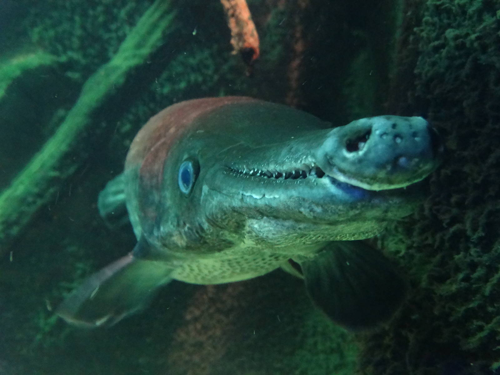 Nov. 2015 - Dangerous and Deadly - Alligator Gar