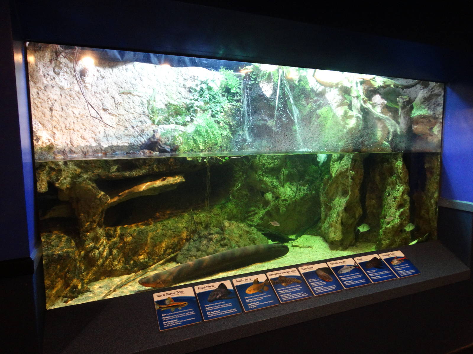 Nov. 2015 - Dangerous and Deadly - Electric Eel Tank (8 Species)
