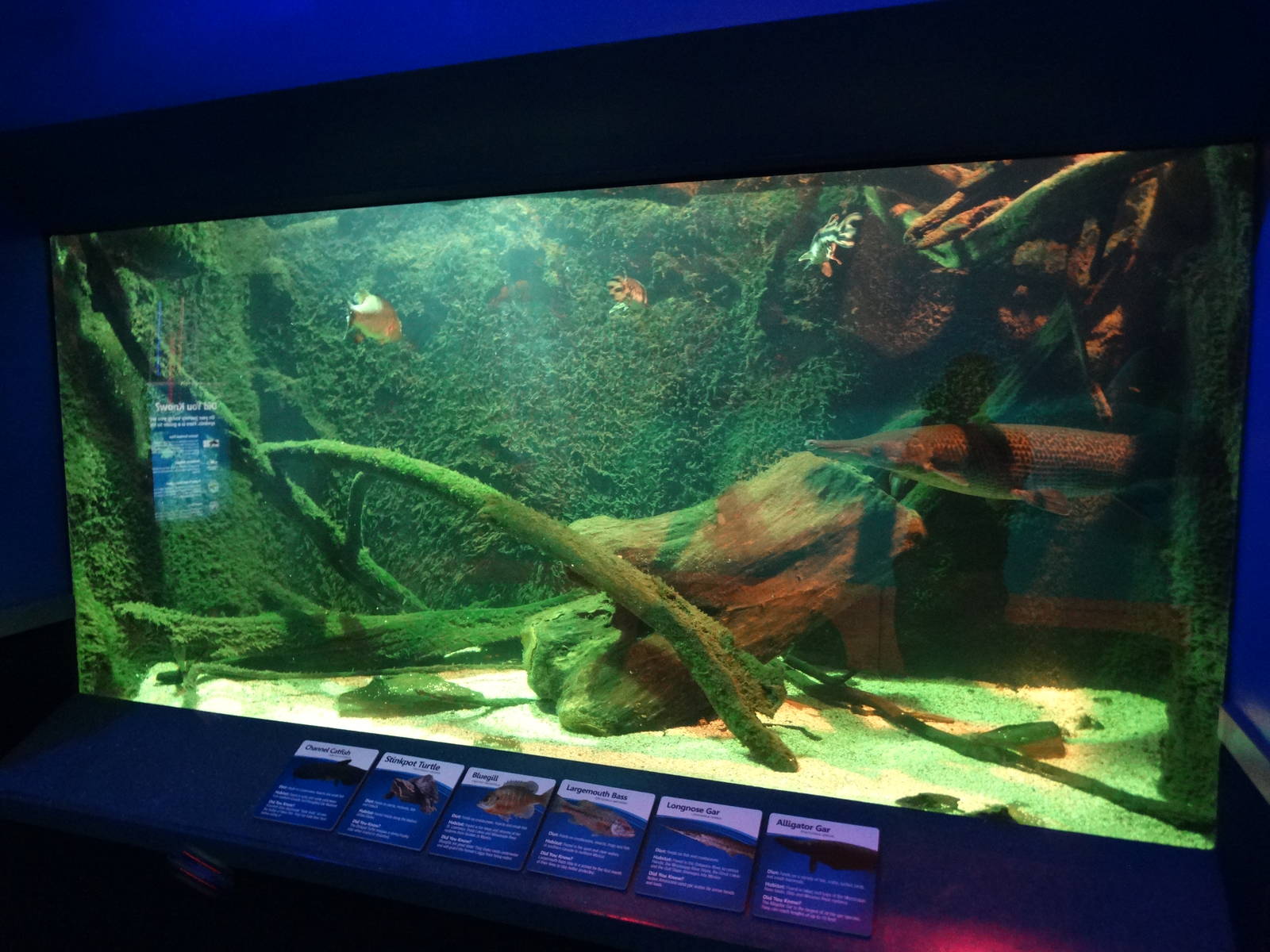 Nov. 2015 - Dangerous and Deadly - Freshwater Tank (6 Species)